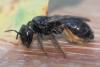 Panurgus sp.